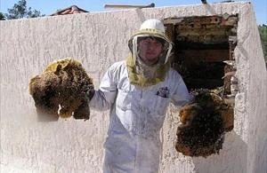 Nogales Bee Removal employee holding removed comb